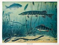 Schoolplaat Zoetwatervissen