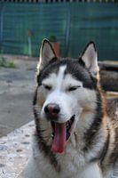 Husky Igor 3