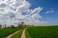 Rape, field path along the coast near Glutzow, island of Rügen
