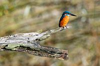 Kingfisher on a branch, waiting for fish