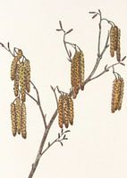 Hazelaar (alnus Regosa) Uit Noord-Amerikaanse wilde bloemen (1925) Door Mary Vaux Walcott.