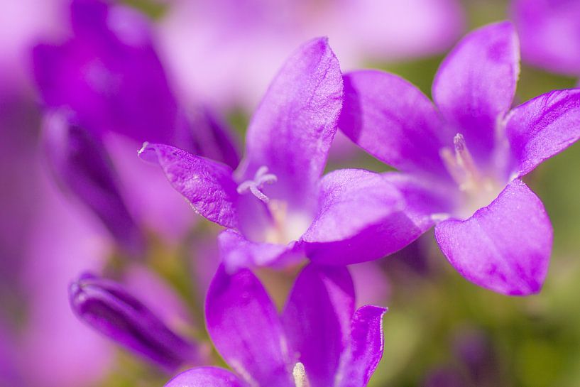 Blumen im Keukenhof von Ramon Bovenlander