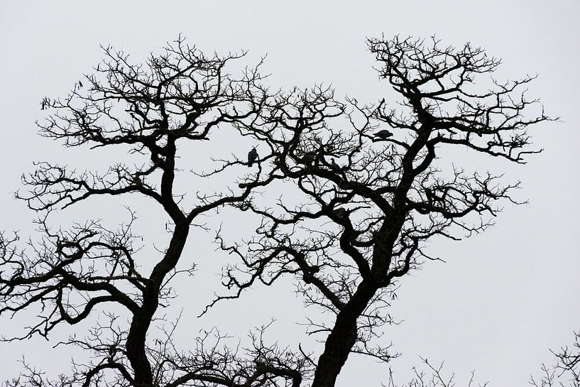 Silhouette of bare oak by Patrick Verhoef