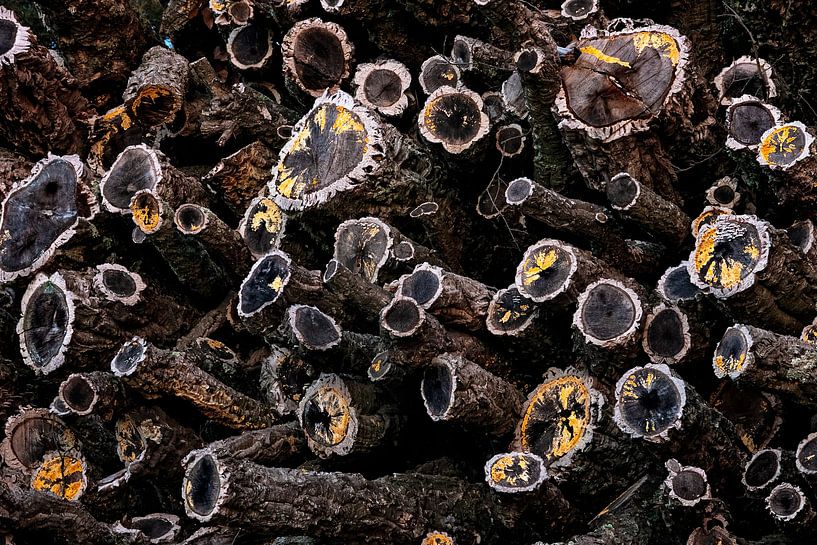 Stapel Baumstämme 2 von Anouschka Hendriks