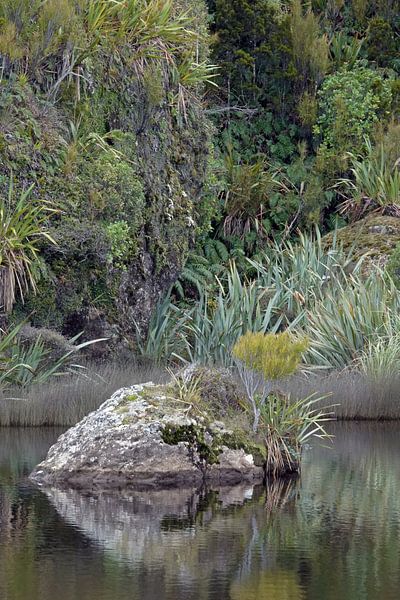 Nature verte de Nouvelle-Zélande à Ship Creek par Aagje de Jong
