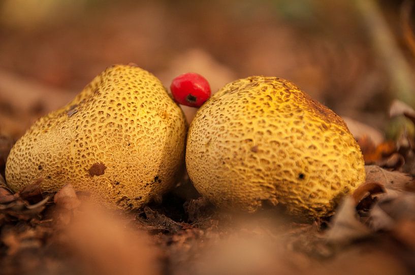 tussen de bulten van.... von Evphotosplace