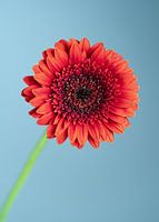 Gerbera Blume