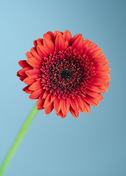 Gerbera Blume von Van Keppel Studios