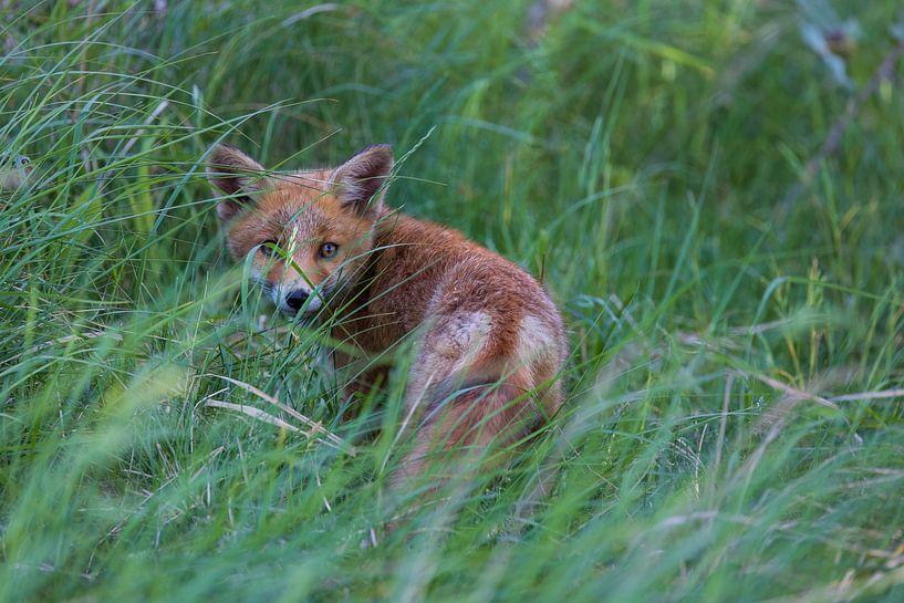 Der Fuchs im hohen Gras von Mei-Nga Smit-Wu