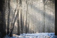 Winterlicht in het besneeuwde bos