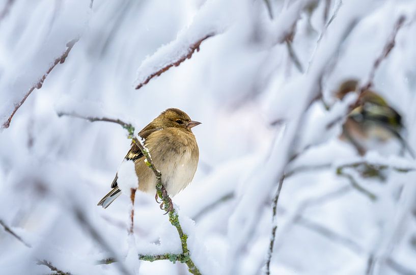 Close-up van een vrouwtjesvink in de sneeuw van ManfredFotos