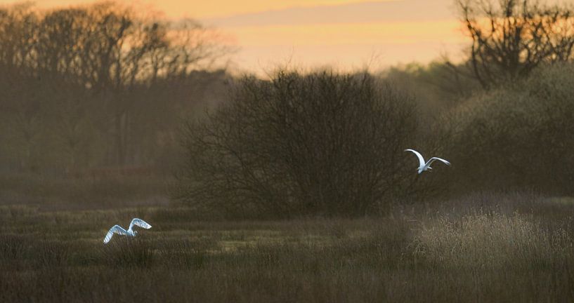 Two egrets, flying up in a misty landscape by Jolanda Stam