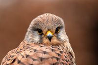 Portrait de crécerelle