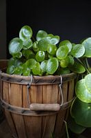 Pfannkuchenpflanze im Topf