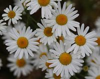 gewone margriet (Leucanthemum vulgare)