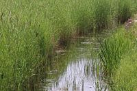 Ditch Park Lingezegen