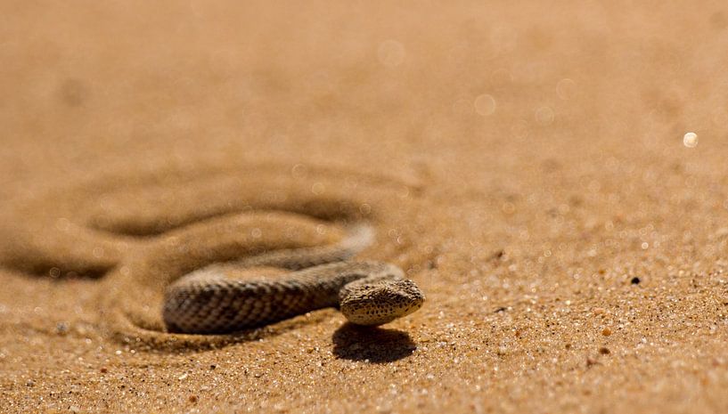 Woestijnadder in de Namibwoestijn by Christel Nouwens- Lambers