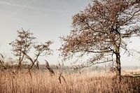 Natuurlandschap Amsterdam