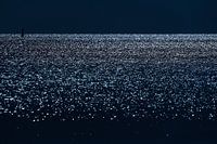 Das Glitzern der Westerschelde