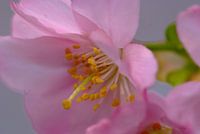 Bloesem. Hanami. Cherry Blossom.  004.