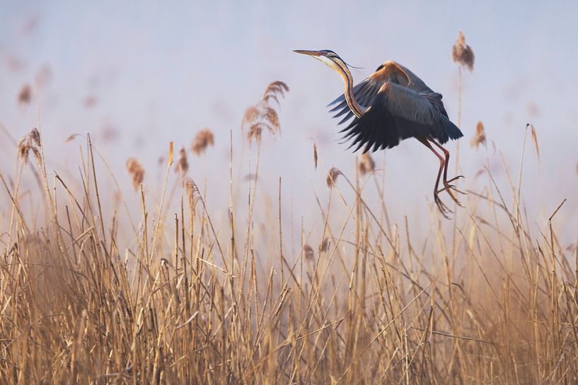 Purpurreiher im Nebel von Daniela Beyer