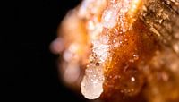 Sève d'arbre en macrophotographie (verticale)
