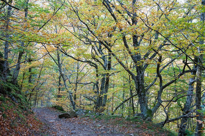Kleuren van de herfst von Raoul Suermondt