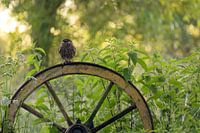 Steenuil op wagenwiel