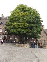 Tree in the middle of Edinburgh Castle