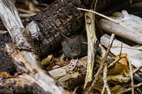red vole comes to watch