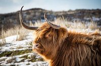 Schottischer Highlander