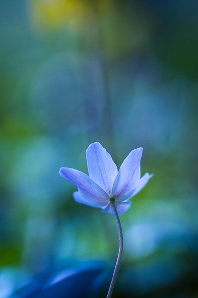 Shine on me von Theo Bakker