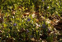 purple flowers in the forest