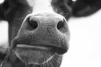 Vache typiquement hollandaise