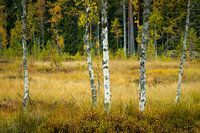 De witte berk in het midden