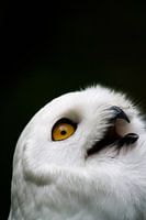 Snowy owl with open mouth