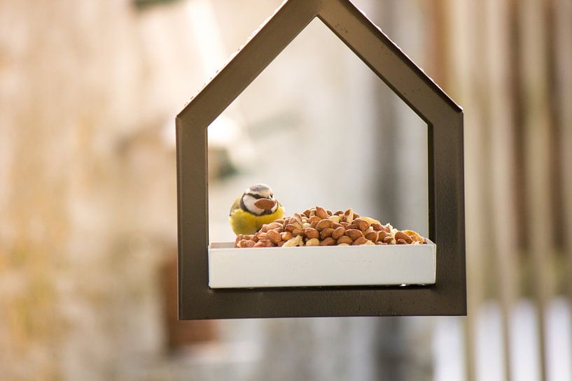 Vogelhaus mit Blaumeise von Heavenly Made Memories