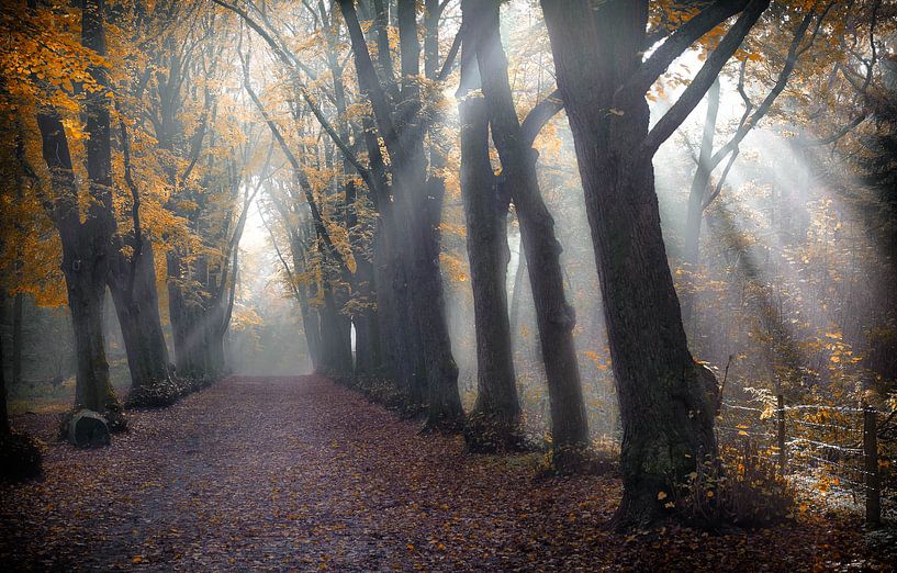 Groenendaalwald von Karel Ton