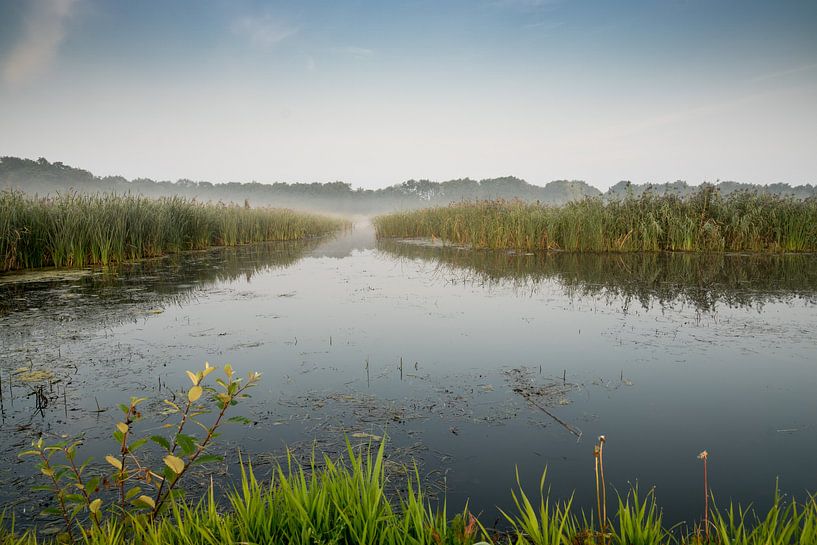 Dauw in het Naardermeer par Barend de Ronde