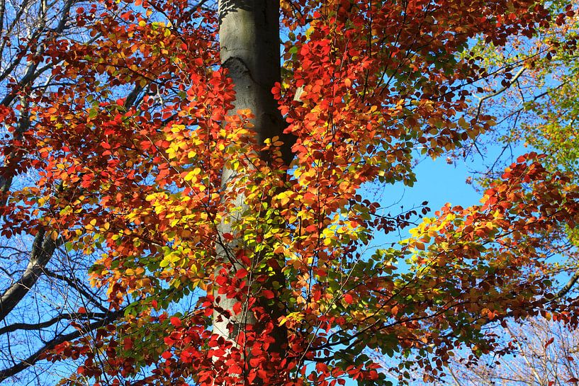 Beech by Thomas Jäger