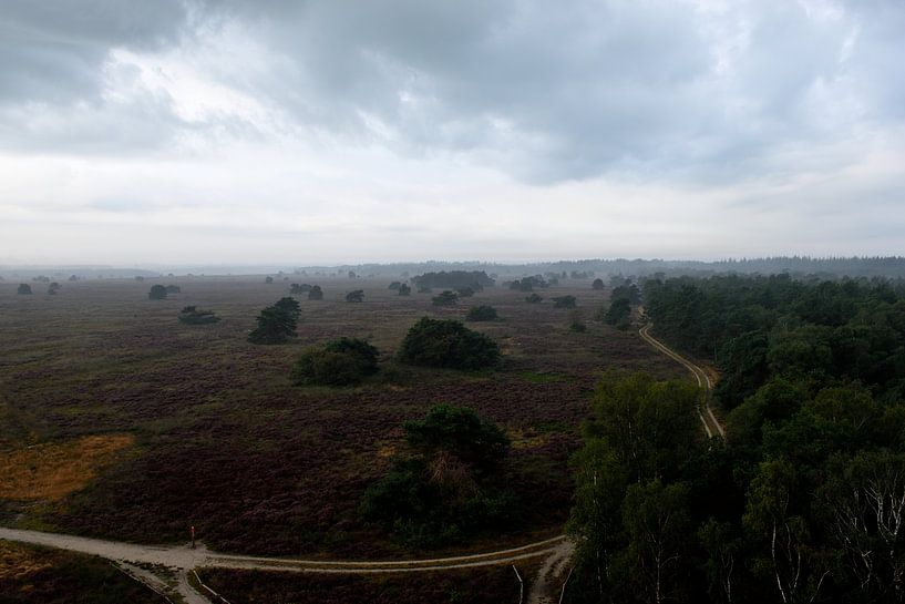 Heather d'en haut par Gerard de Zwaan