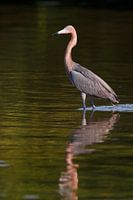 Roodhalsreiger staand in het water, Florida, Verenigde Staten