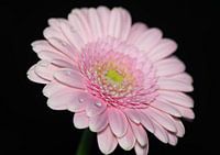 Gerbera flower close up