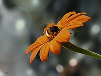 Eine Hummel auf einer mexikanischen Sonnenblume (Tithonia diversifolia)