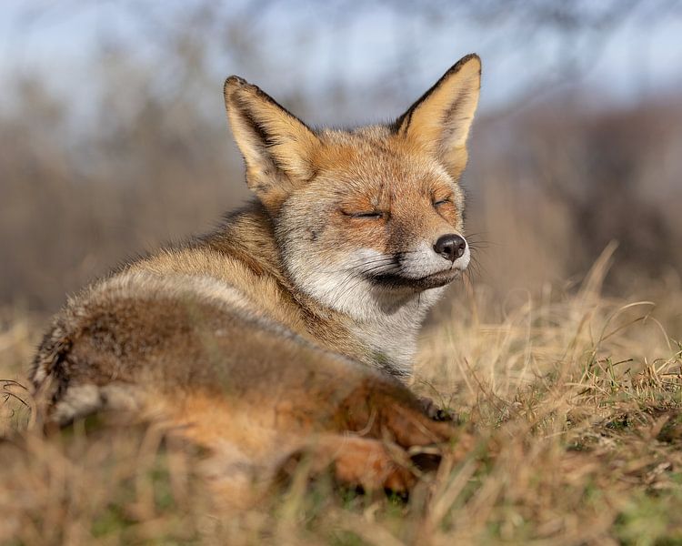 Renard zen par Patrick van Bakkum
