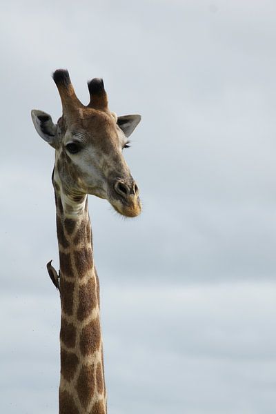 Freunde von Carla Mesken-Dijkhoff