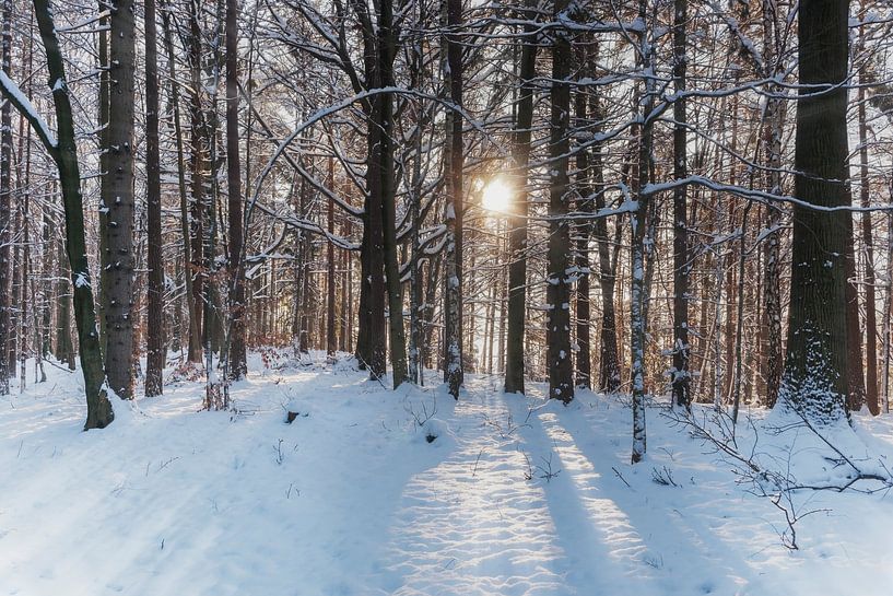 Wald im Winter par Gunter Kirsch