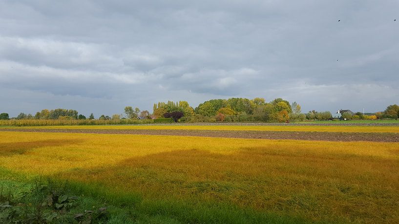 geel veld by Bieszlook MarionBieszke