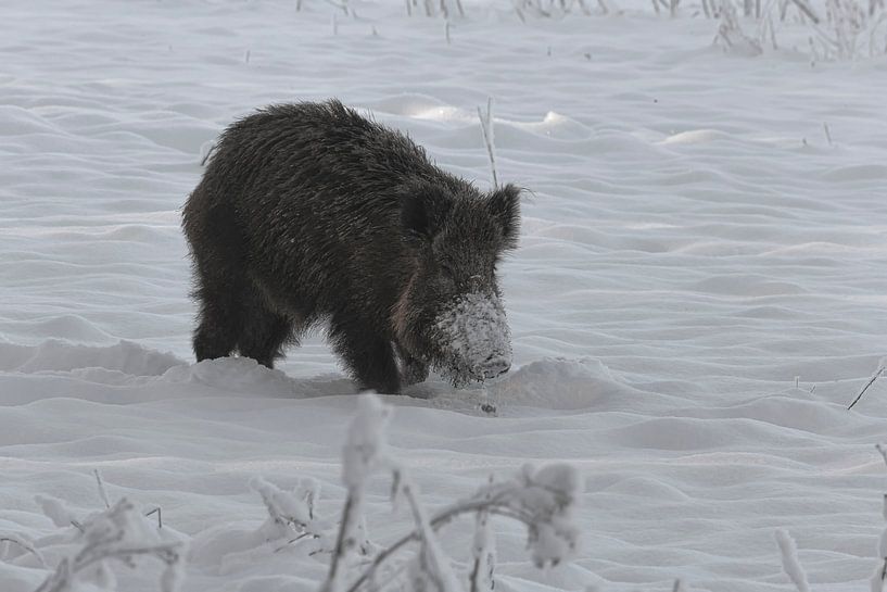 Wildschwein nach einem Schneeschauer in Ede (Holland) von Eric Wander