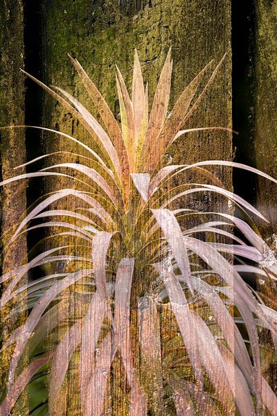 Tropische Pflanze auf rustikalem Hintergrund in Naturtönen von Lisette Rijkers